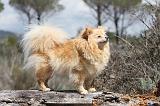 SPITZ ALLEMAND 324